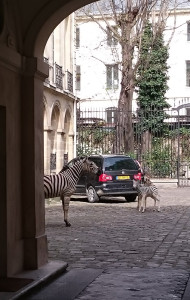 Wild animals walk the streets of Paris